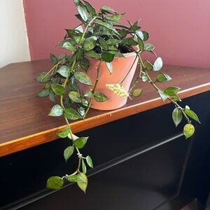 Hoya Lacunosa sp Nganjuk